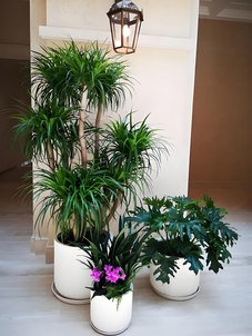 鄞州绿化养护方案全解析，让绿化更具生机活力