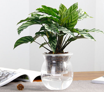 宁波余姚绿化修剪方案 宁波余姚绿化修剪方案